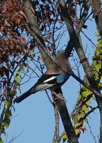 2021年10月14日(木) 勅使池(豊明市)の野鳥観察記録