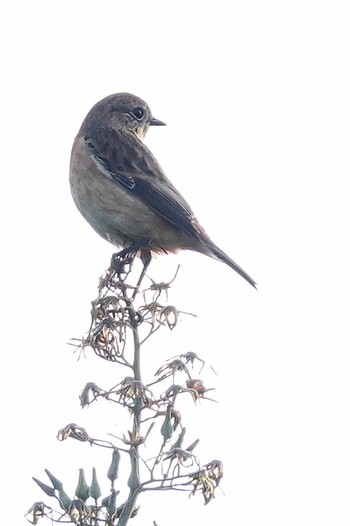 Sickle-winged Chat