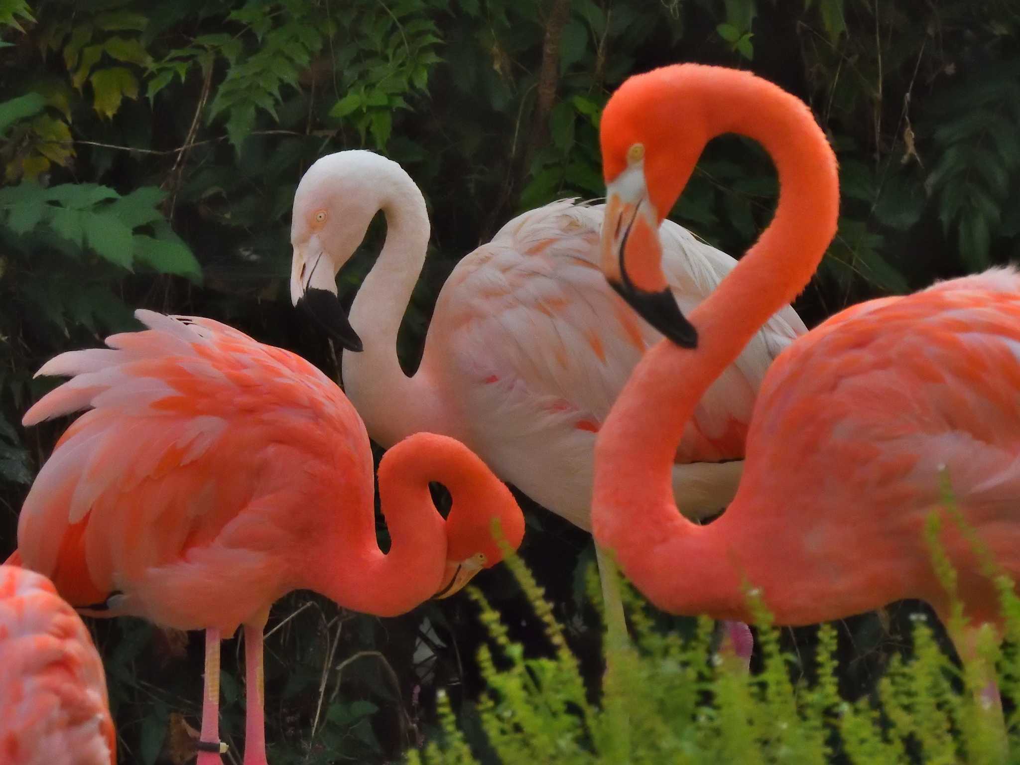 Photo of Greater Flamingo at 東山動植物園 by よつくん