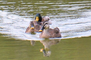 Sun, 10/10/2021 Birding report at 愛知県森林公園