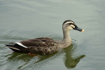 Eastern Spot-billed Duck 勅使池(豊明市) Sun, 10/10/2021