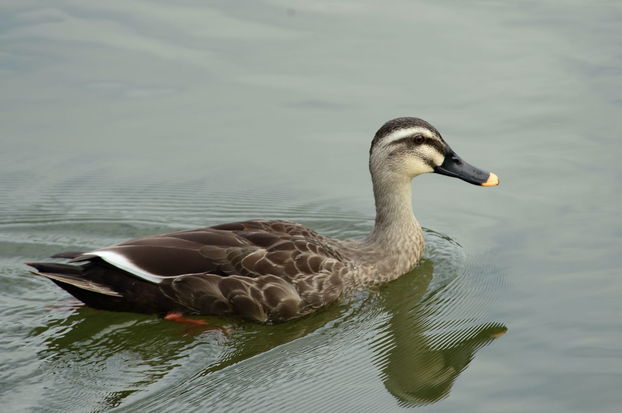 Photo of Eastern Spot-billed Duck at 勅使池(豊明市) by unjun