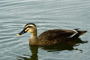 Eastern Spot-billed Duck 勅使池(豊明市) Sun, 10/10/2021