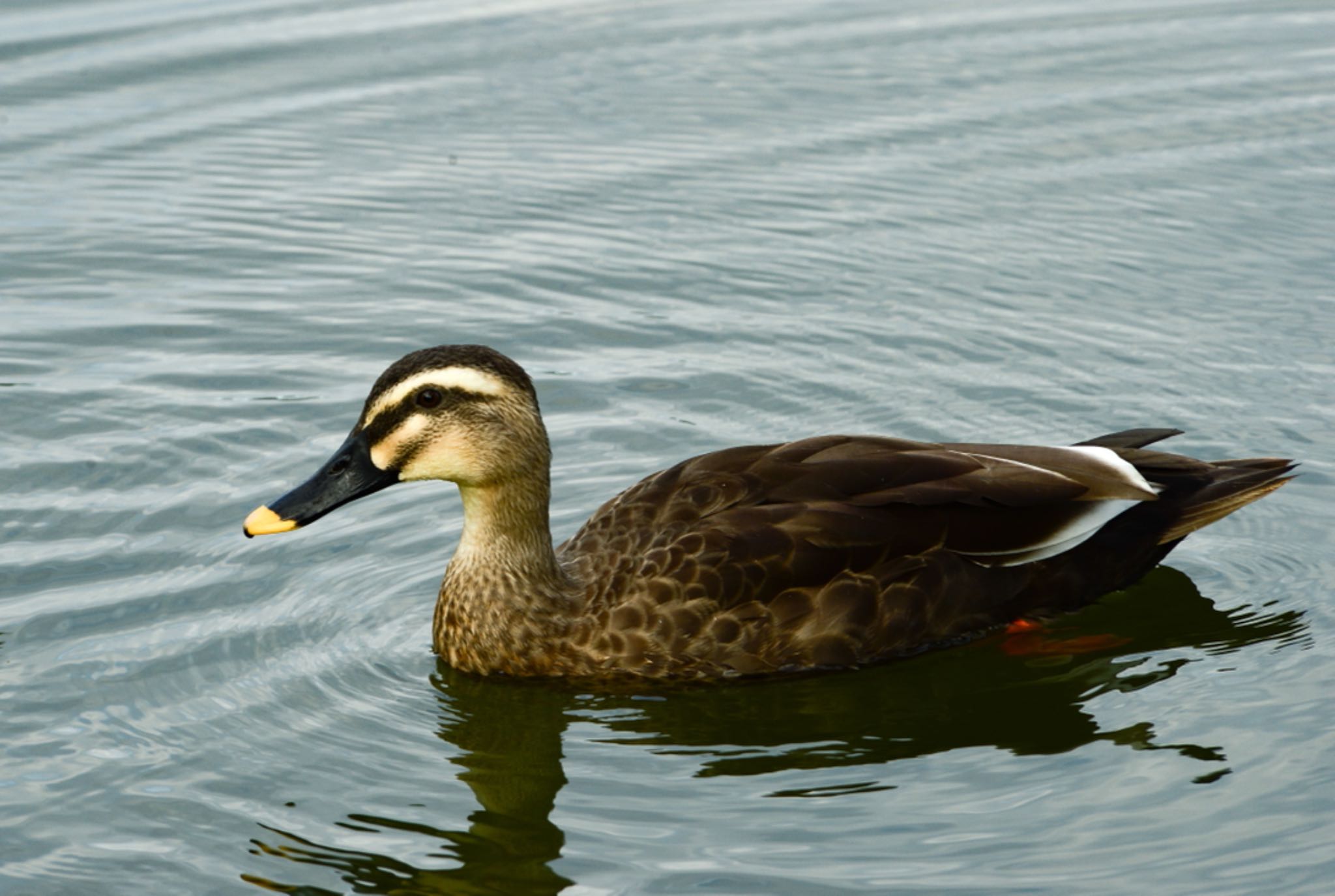 Photo of Eastern Spot-billed Duck at 勅使池(豊明市) by unjun