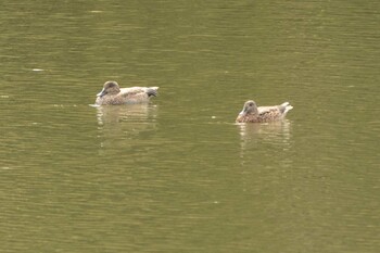 2021年10月14日(木) 三ツ池公園(横浜市鶴見区)の野鳥観察記録