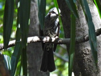 Brown-eared Bulbul 祖父江ワイルドネイチャー緑地 Thu, 10/14/2021