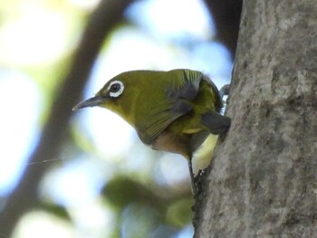 Warbling White-eye 祖父江ワイルドネイチャー緑地 Thu, 10/14/2021