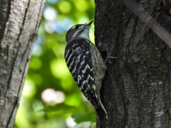 Japanese Pygmy Woodpecker 祖父江ワイルドネイチャー緑地 Thu, 10/14/2021