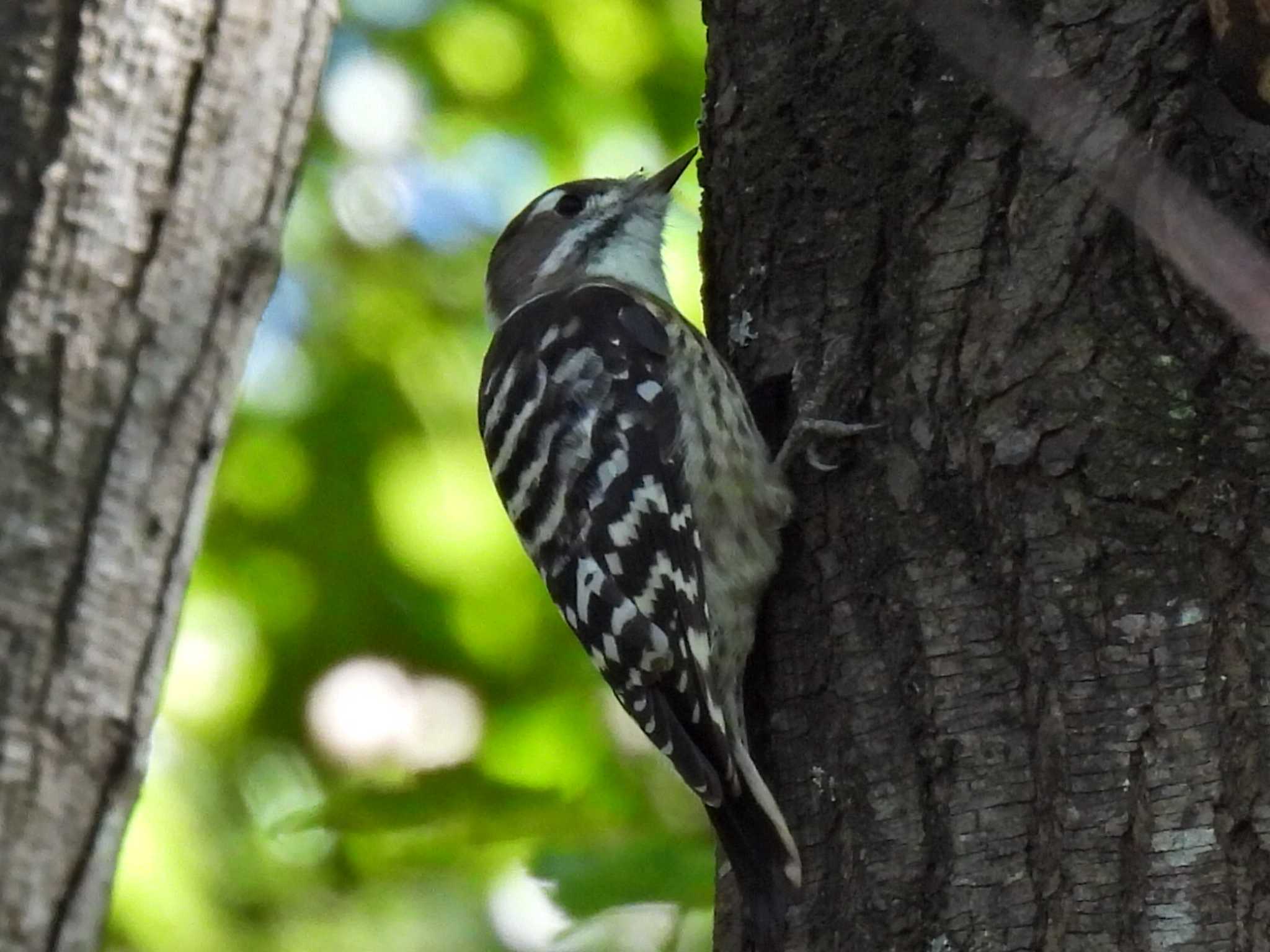 Photo of Japanese Pygmy Woodpecker at 祖父江ワイルドネイチャー緑地 by 寅次郎