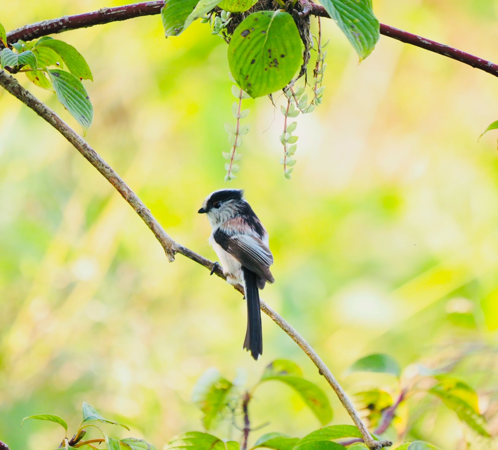 Photo of Long-tailed Tit at  by もさこ