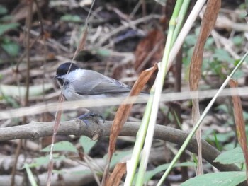 ハシブトガラ 屯田防風林 2021年8月27日(金)