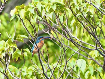 2021年10月14日(木) こども自然公園 (大池公園/横浜市)の野鳥観察記録