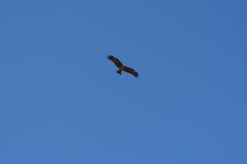 Black Kite 阪南市里海公園 Thu, 10/14/2021