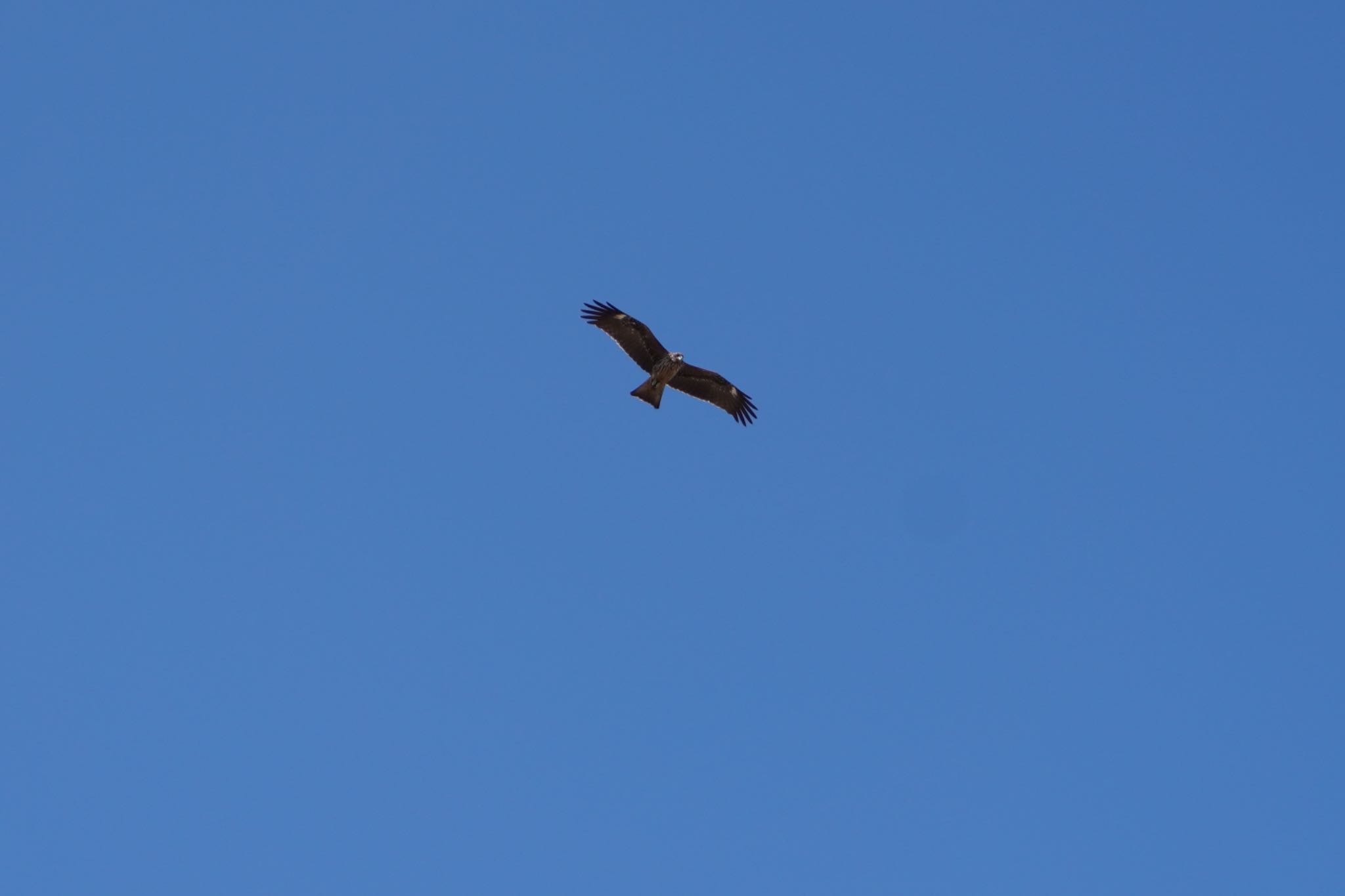 Photo of Black Kite at 阪南市里海公園 by 杏仁豆腐