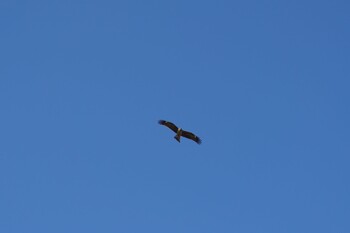 Black Kite 阪南市里海公園 Thu, 10/14/2021