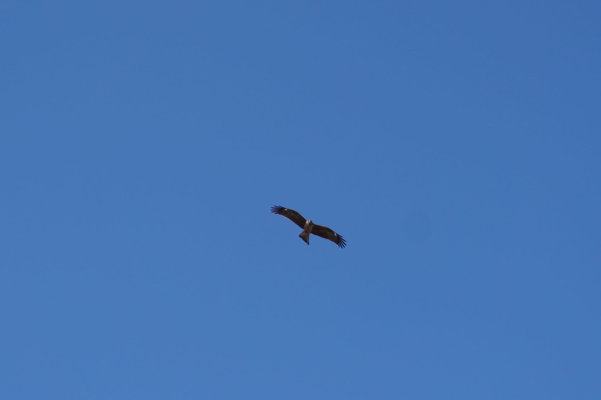 Photo of Black Kite at 阪南市里海公園 by 杏仁豆腐