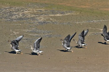 Taiga Bean Goose 雁の池(石川県珠洲市) Fri, 10/15/2021