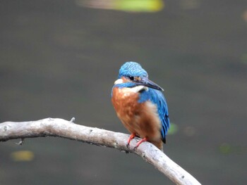 Common Kingfisher 四ツ池公園 Fri, 10/15/2021