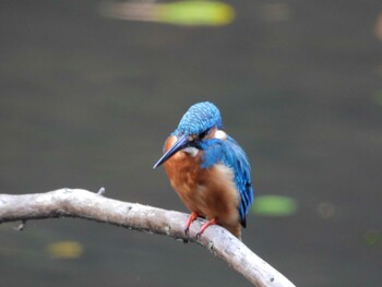 Common Kingfisher 四ツ池公園 Fri, 10/15/2021