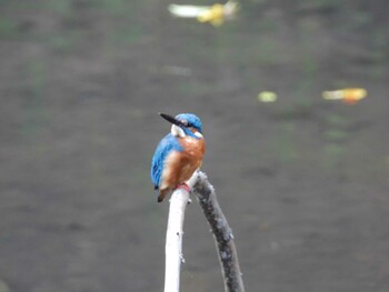 Common Kingfisher 四ツ池公園 Fri, 10/15/2021