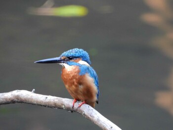 Common Kingfisher 四ツ池公園 Fri, 10/15/2021