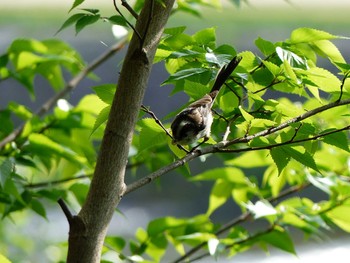 エナガ 京都府　鴨川 2017年4月29日(土)