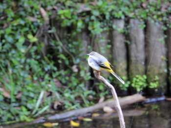 Grey Wagtail 四ツ池公園 Fri, 10/15/2021