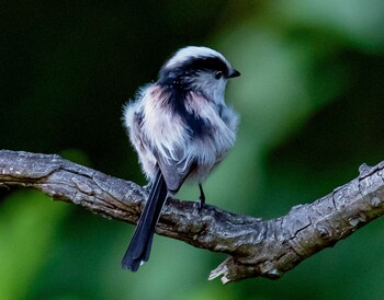 Long-tailed Tit 山県市自宅 Fri, 10/15/2021