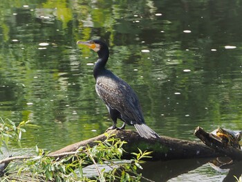 カワウ 新横浜公園 2021年10月15日(金)