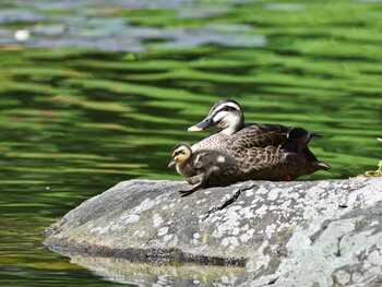 1970年1月1日(木) 静岡城北公園の野鳥観察記録