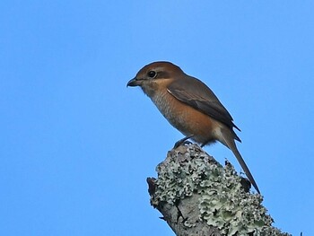 1970年1月1日(木) 小鹿の森公園の野鳥観察記録