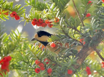 Varied Tit 豊平峡 Thu, 10/14/2021