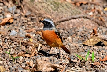 Daurian Redstart Forest Park of Mie Prefecture Thu, 10/14/2021