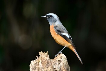 Daurian Redstart Forest Park of Mie Prefecture Thu, 10/14/2021