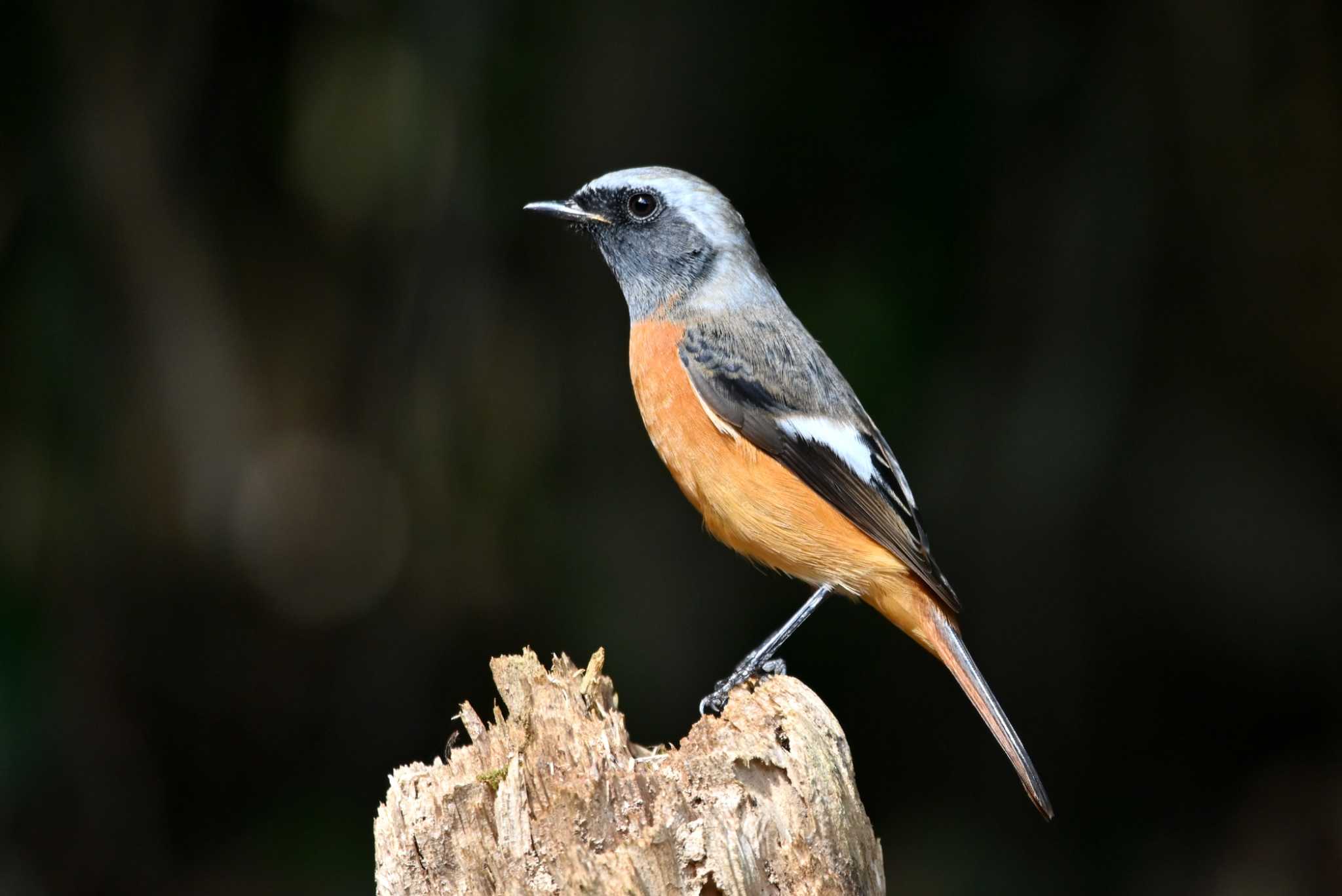 Photo of Daurian Redstart at Forest Park of Mie Prefecture by ポッちゃんのパパ