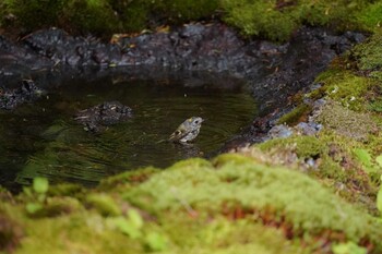 キクイタダキ 奥庭荘(富士山) 2021年8月11日(水)