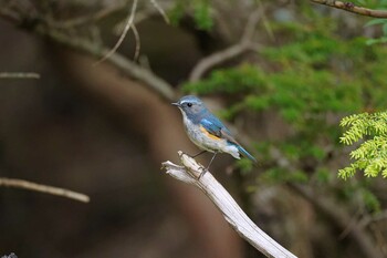 2021年8月11日(水) 奥庭荘(富士山)の野鳥観察記録