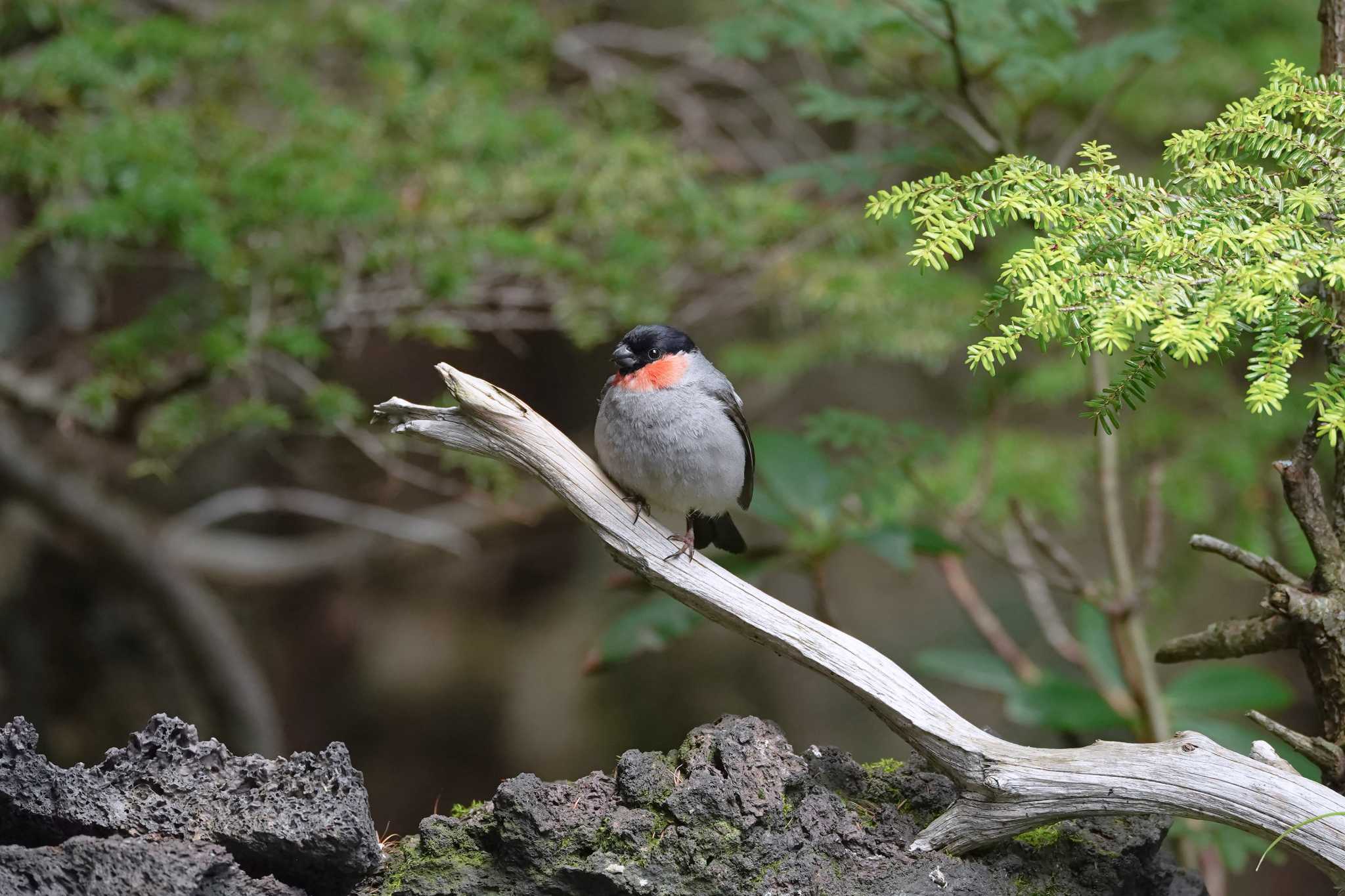 奥庭荘(富士山) ウソの写真 by A-robin