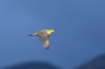 2021年6月25日(金) 白金温泉の野鳥観察記録