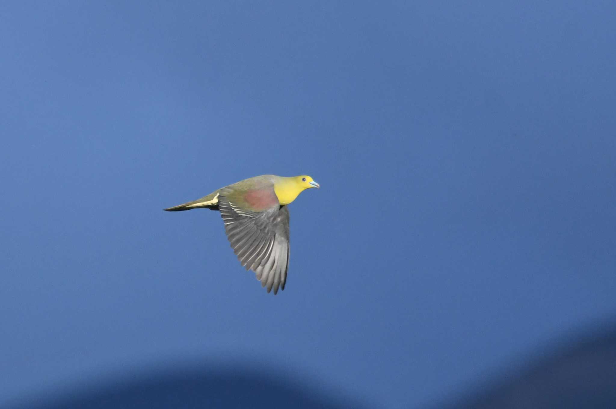 White-bellied Green Pigeon