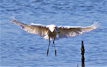 クロツラヘラサギ 大阪南港野鳥園 2021年10月10日(日)