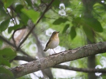 Siberian Blue Robin 大蔵高丸 Sun, 5/2/2021