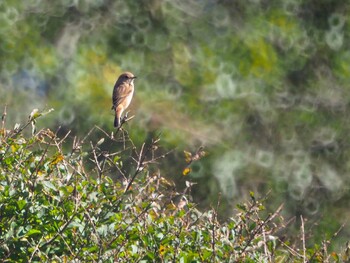 Amur Stonechat 大蔵高丸 Sun, 10/3/2021