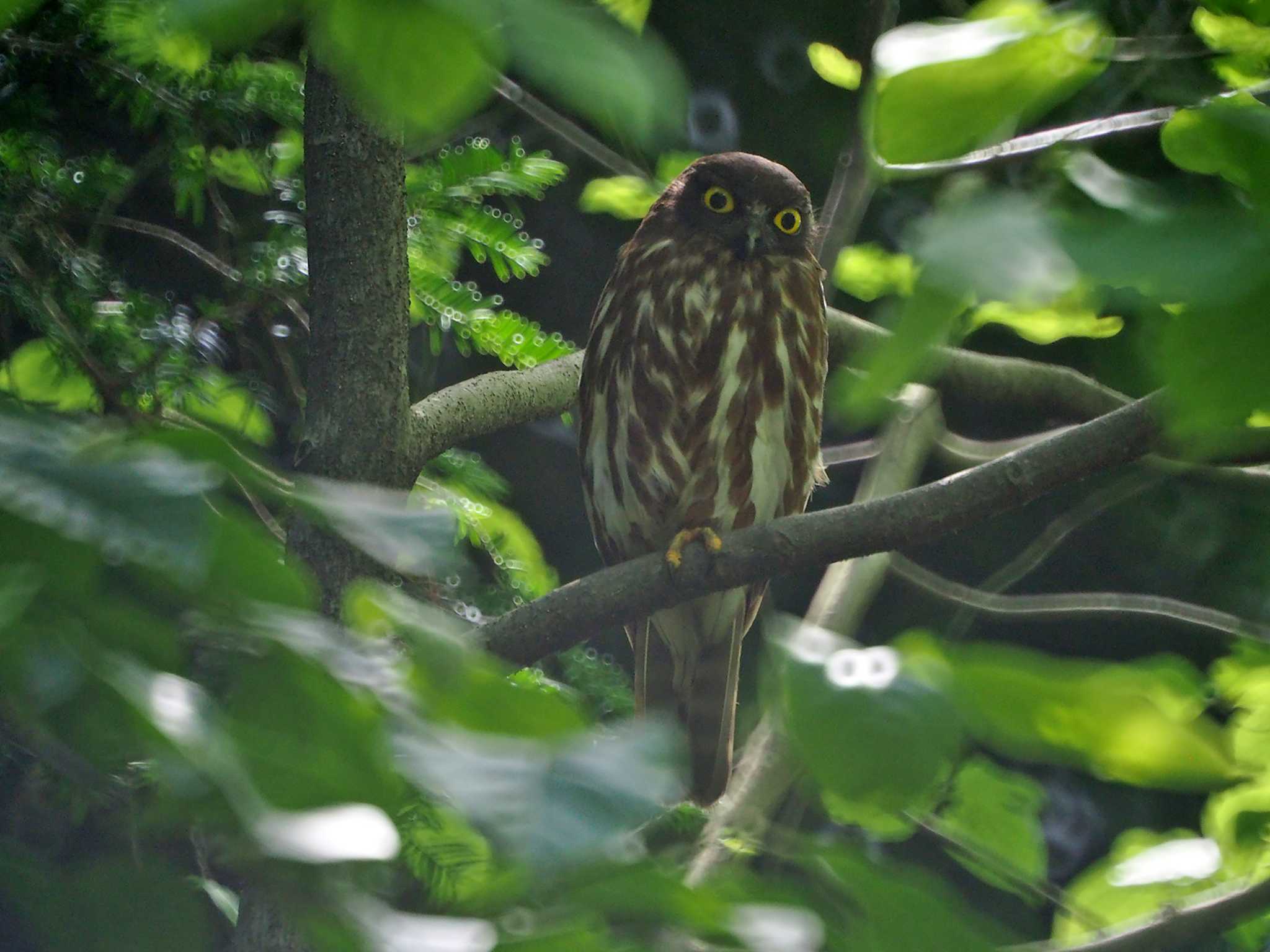 多摩森林科学園 アオバズクの写真 by 日根野 哲也