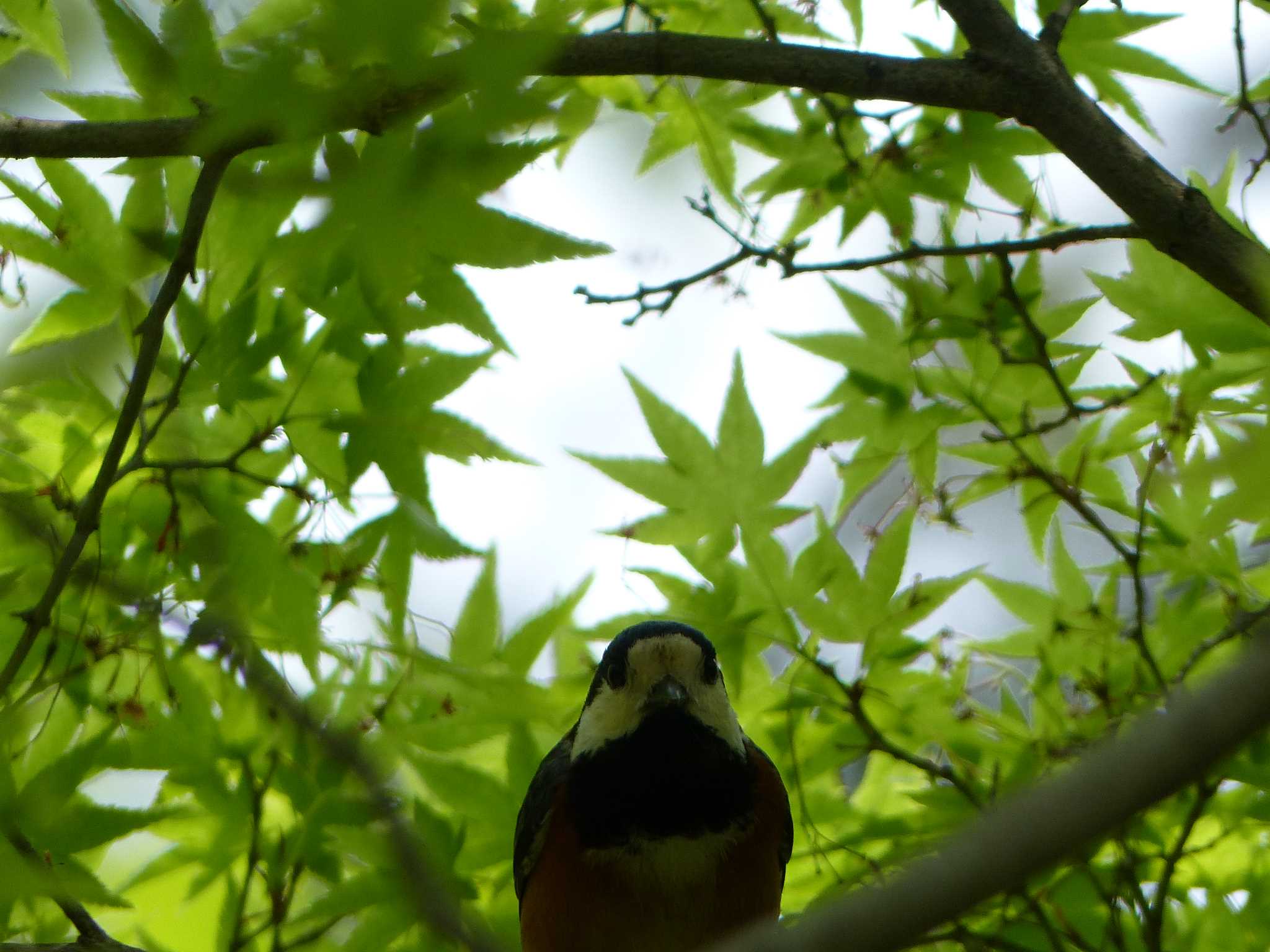 京都府立植物園 ジョウビタキの写真 by アカウント962