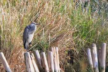 アオサギ 行徳野鳥保護区 2021年10月16日(土)