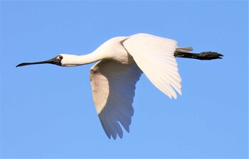 Black-faced Spoonbill Osaka Nanko Bird Sanctuary Sun, 10/10/2021