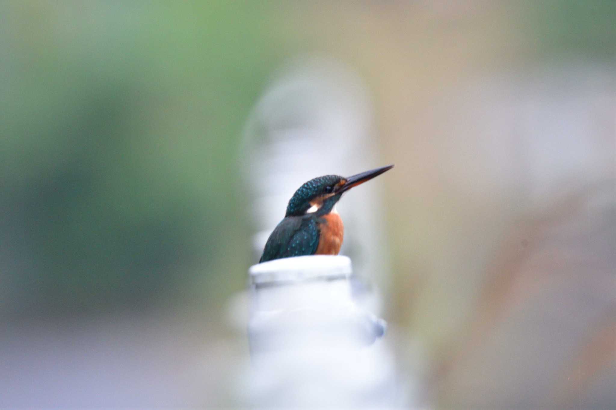 長浜公園 カワセミの写真 by やなさん