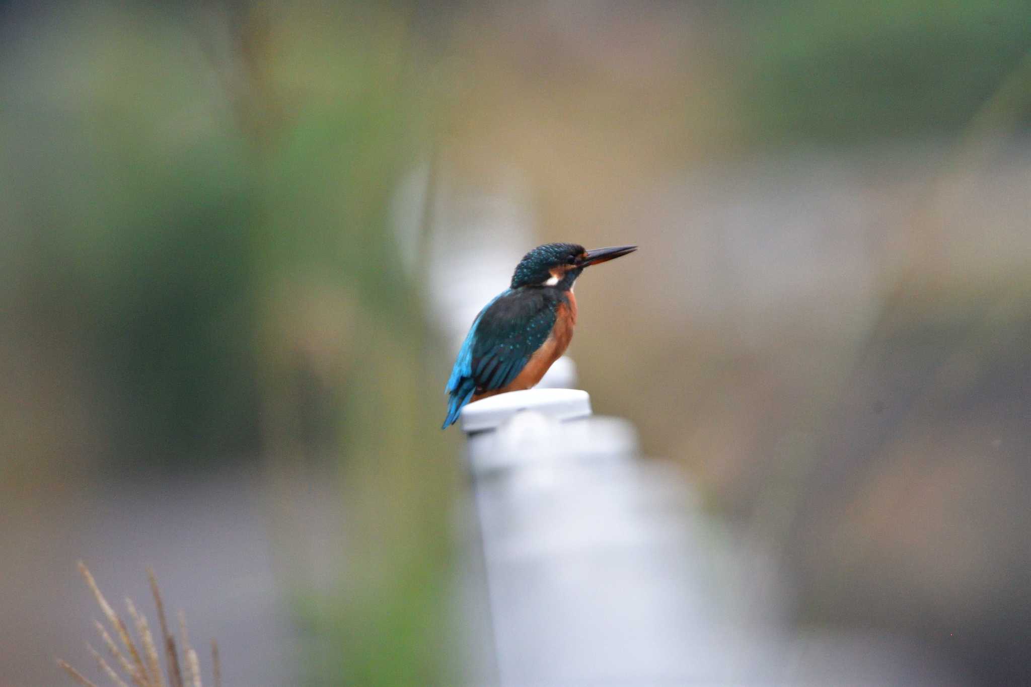 長浜公園 カワセミの写真 by やなさん