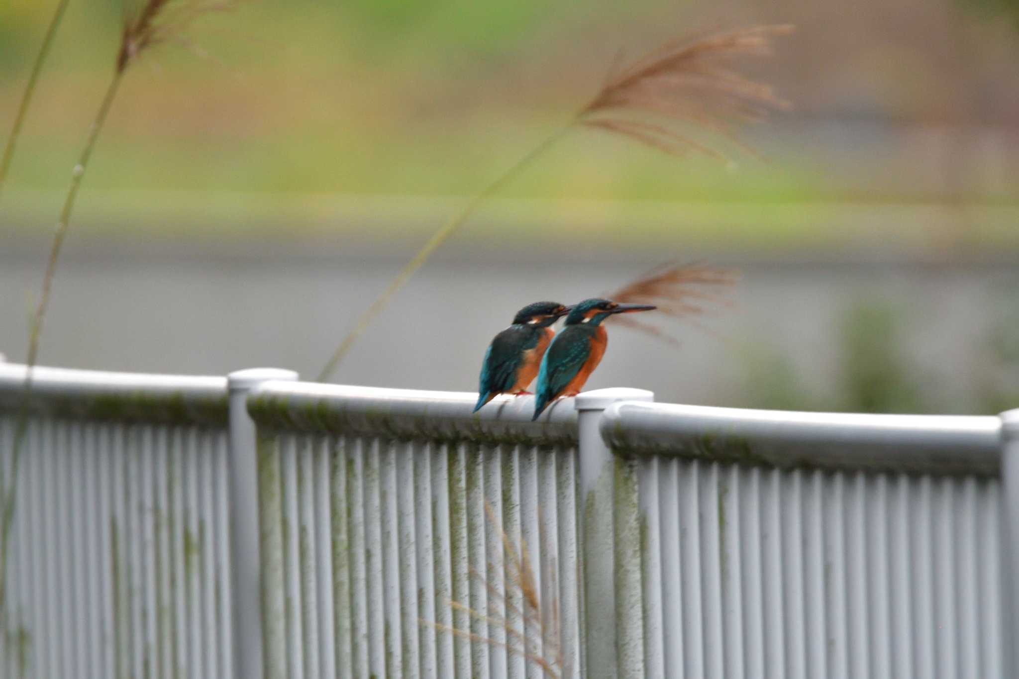 長浜公園 カワセミの写真 by やなさん